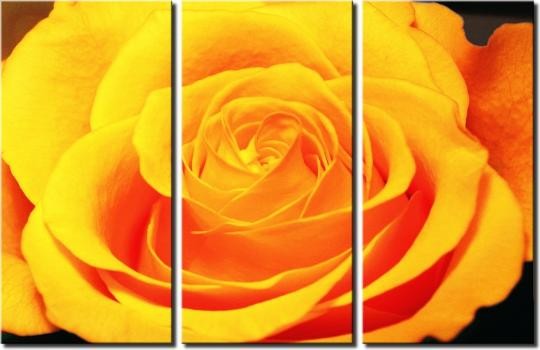 flower 020021